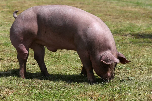 Varken alleen de zomer weide grazen — Stockfoto