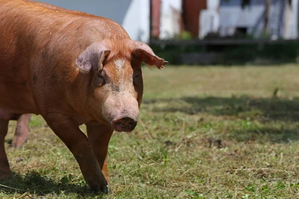 Крайний выстрел в голову крупным планом большой домашней свиньи — стоковое фото