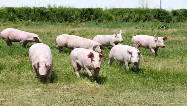 Unga friska grisar bor på Djurfarmen landsbygdens scen i naturliga — Stockfoto