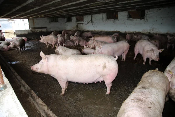 群 ofmighty 怀孕母猪躺在谷仓里的新鲜干草上 — 图库照片