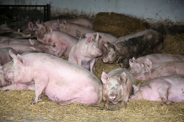 一群怀孕的母猪躺在谷仓里的新鲜干草上 — 图库照片