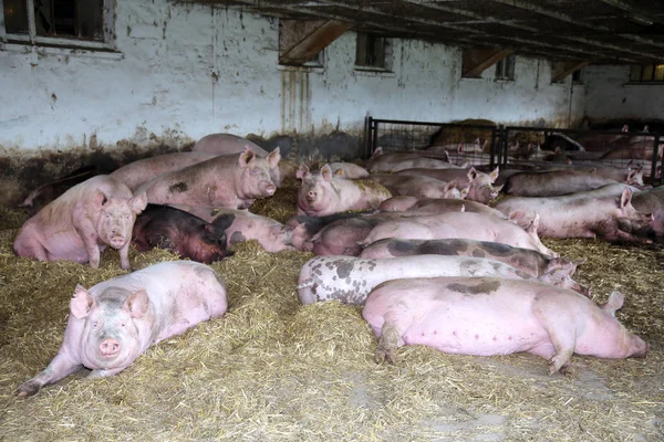一群强大的怀孕母猪躺在谷仓里的新鲜干草上 — 图库照片