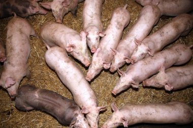 Organik çiftlikte yaşayan domuzlar. Çiftlikte domuz. Domuz ev