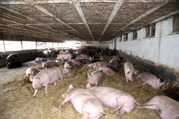 Ahırda döşeme çok hamile pg sows