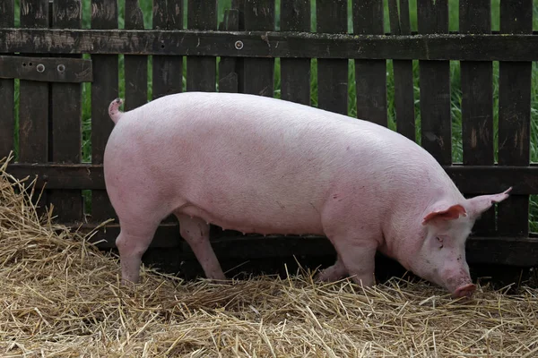 Young healthy pig lenjoyed summer sunshine at farm