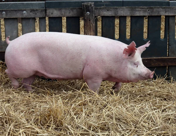 Mighty sow runs on fresh hay in the piggery