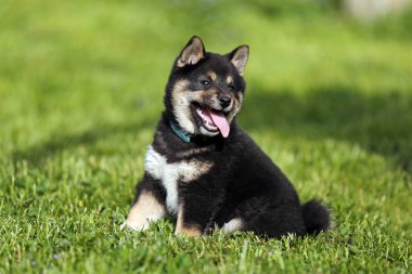 Birkaç hafta yaşlı shiba köpek yavrusu güneşlenme bahçede
