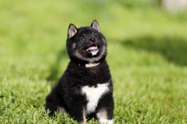 Shiba yavru onu doğurmak için dinle