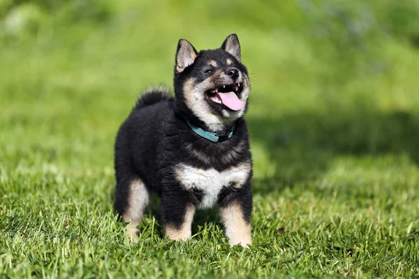 犬小狗在夏日花园里晒日光浴 — 图库照片