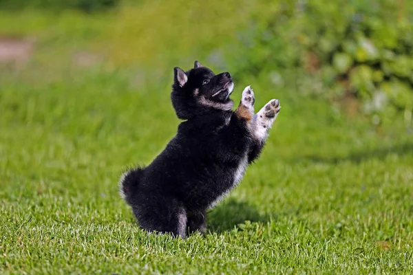 Shiba inu cachorro jugando en el jardín de verano —  Fotos de Stock