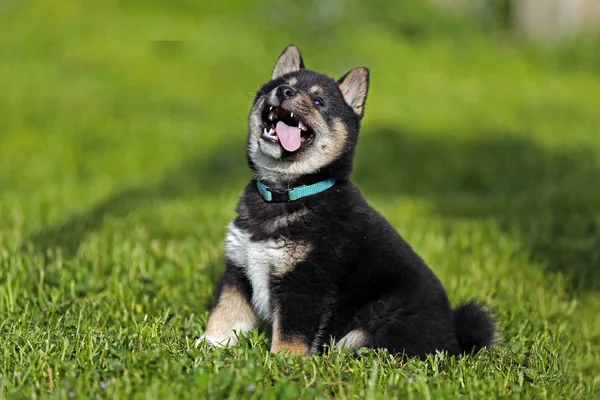 美丽的日本柴犬小狗坐在花园里 — 图库照片