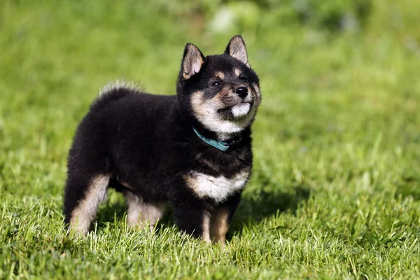 Piękny japoński shiba inu szczeniak pies portret — Zdjęcie stockowe