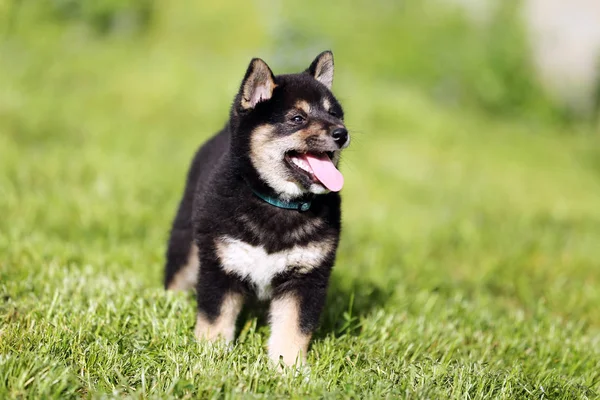 美丽健康的年轻柴犬小狗摆在我的相机 — 图库照片