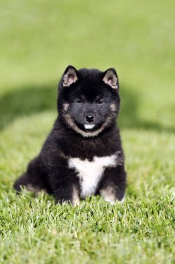 Yedi hafta yaşlı köpek yavrusu yakın çekim 