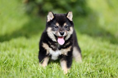 Güzel sağlıklı genç shiba Inu yavru güneşlenme
