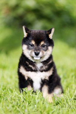 Güzel sağlıklı genç shiba Inu yavru benim kamera için poz