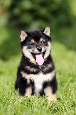 Kafa shot genç shiba köpek yavrusu yakın çekim 