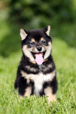 Güzel Japon shiba Inu köpek yavrusu 