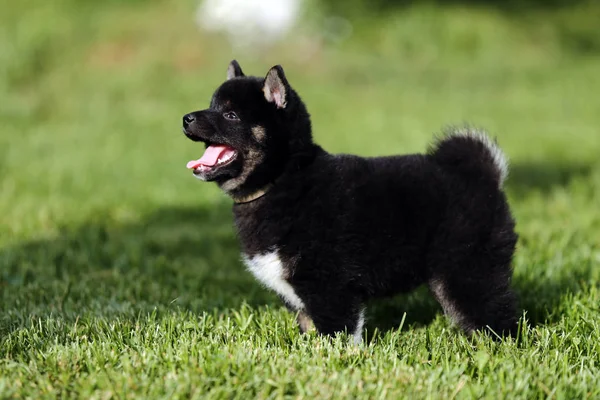 Shiba inu štěně poslouchat sledovat její chovatel — Stock fotografie