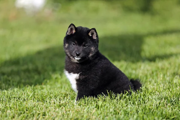 Hermosa joven sana shiba inu cachorro posando para mis cámaras —  Fotos de Stock