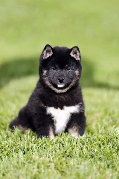 Close up of a seven weeks old puppy — Stock Photo, Image