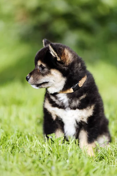 Primer plano de un cachorro de pocas semanas de edad — Foto de Stock