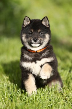 Güzel sağlıklı genç shiba Inu yavru benim kamera için poz