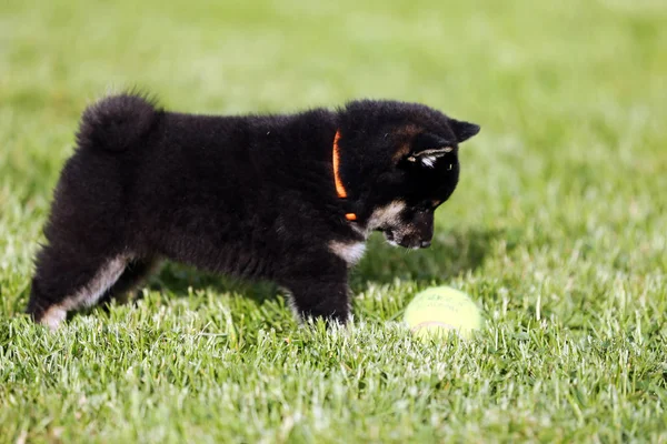 Close-up de um jovem shiba inu — Fotografia de Stock