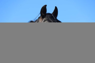 Genç aygır çitin üzerinden bakıyor. 