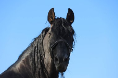 Genç aygır çitin üzerinden bakıyor. 