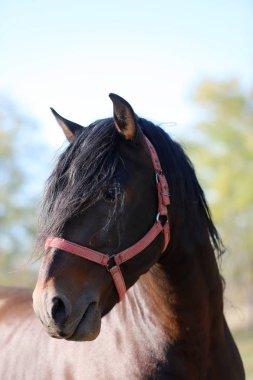 Genç aygır çitin üzerinden bakıyor. 