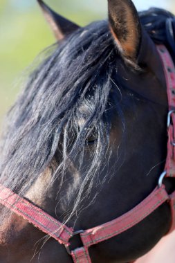 Genç aygır çitin üzerinden bakıyor. 