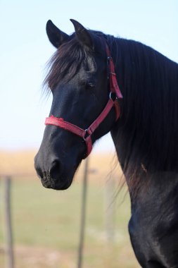 Genç aygır çitin üzerinden bakıyor. 