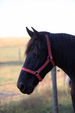 Genç aygır çitin üzerinden bakıyor. 