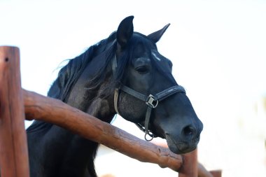 Genç aygır çitin üzerinden bakıyor. 