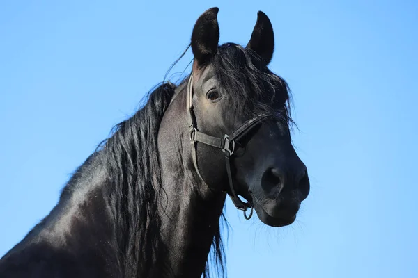 Young stallion looking over the corral fence — ストック写真