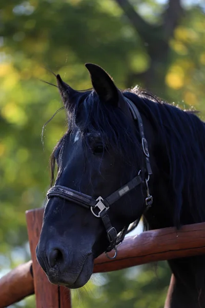 Kuda muda melihat melalui pagar kandang — Stok Foto