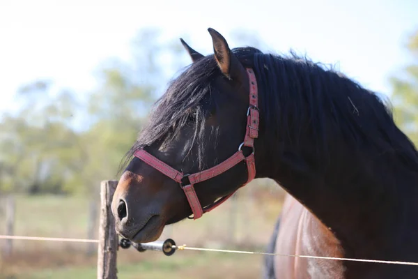 Young stallion looking over the corral fence — ストック写真