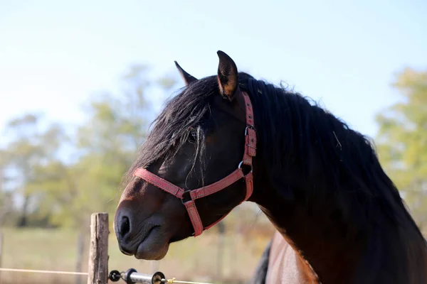 Kuda muda melihat melalui pagar kandang — Stok Foto
