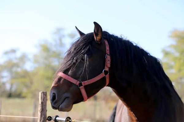 Jeune étalon regardant au-dessus de la clôture corral — Photo