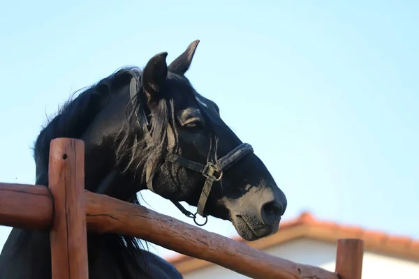 Young stallion looking over the corral fence — Stock Photo, Image