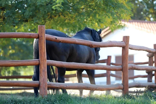 Young stallion looking over the corral fence — Stock Photo, Image
