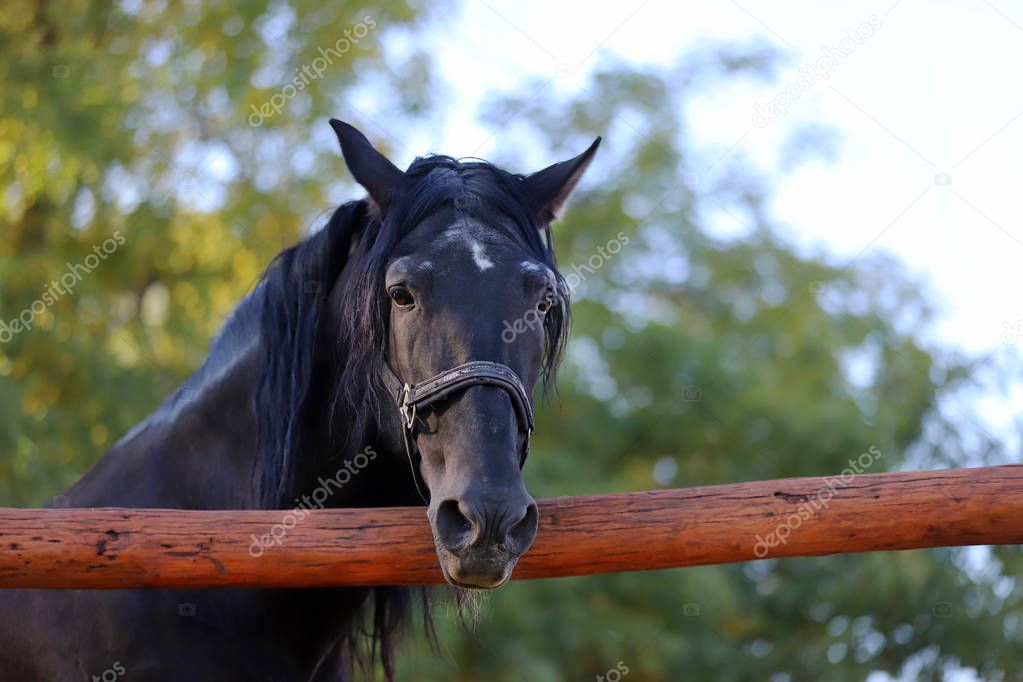 Young stallion looking over the corral fence 