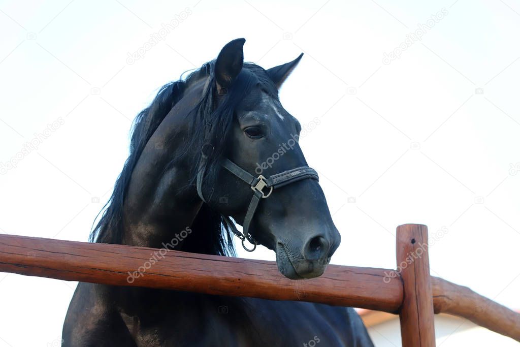 Young stallion looking over the corral fence 