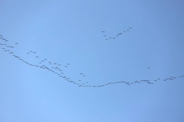 Birçok göçmen kuş gün batımında kuzeye uçar.