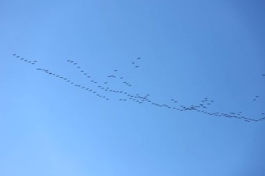Birçok göçmen kuş gün batımında kuzeye uçar.