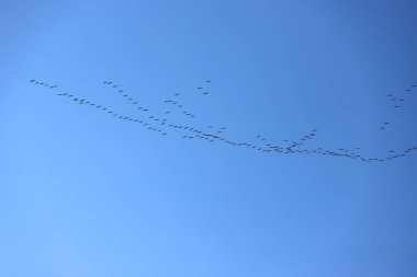 Birçok göçmen kuş gün batımında kuzeye uçar.