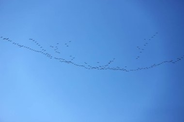 Birçok göçmen kuş gün batımında kuzeye uçar.