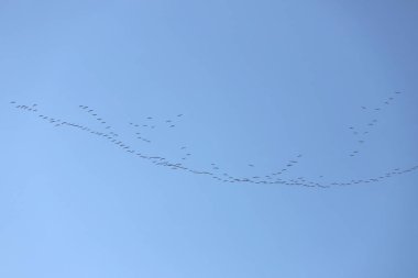 Birçok göçmen kuş gün batımında kuzeye uçar.