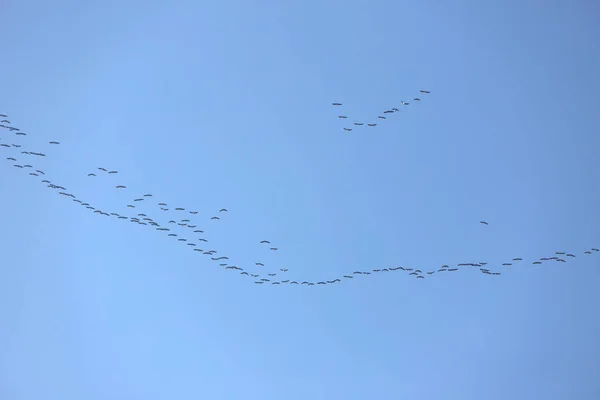 Veel trekvogels vliegen bij zonsondergang naar het noorden — Stockfoto